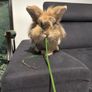 Lionhead rabbits. Image 4