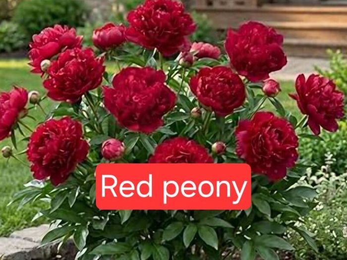 red peony in pot