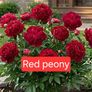 red peony in pot Image 5