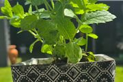mint plant in pot