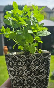 mint plant in pot