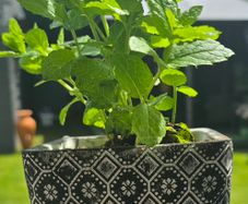mint plant in pot