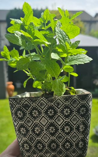 mint plant in pot