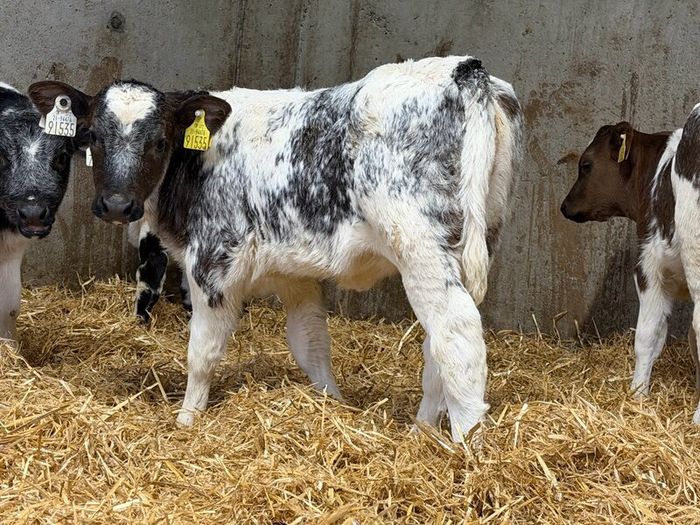 30 Belgian Blue Heifers