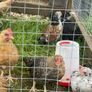 Very small bantam breed Image 3