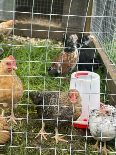 Very small bantam breed