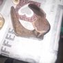 Antique Cast Iron Cobblers Shoe Last or Anvil Postage Available or Collection Image 6