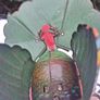 Rare Ges Geschutzt Wind up Turkey Image 9