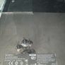 PS3 Backwards Compatible (PS2) Bundle 2 Consoles & Games & Controller Image 10