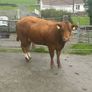 In Calf Heifers Oct 10th Ballinasloe Mart Image 4