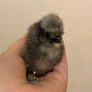 USA silkie chicks Image 2