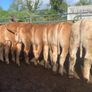 22 charlaois and limousine heifers 315kg Image 4