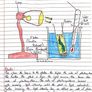 H1 Leaving Cert Biology Notes PDF Price drop for mocks Image 7