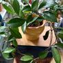 Hoya carnosa plant Image 3