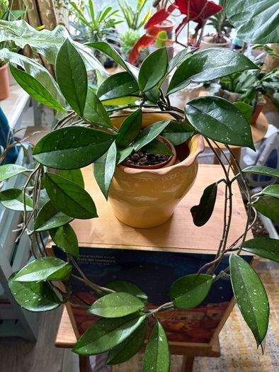 Hoya carnosa plant