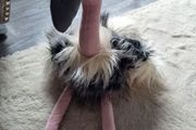 Romanda Ostrich Jellycat