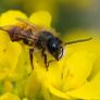 Tamron 90 mm f/2.8 Macro for sony Fe| 5 years warranty Image 7