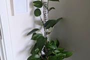 Pothos plant
