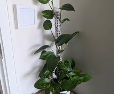 Pothos plant