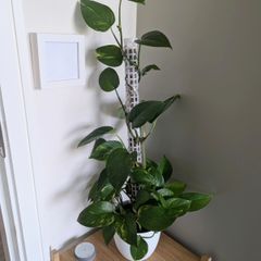 Pothos plant