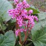 plants Image 2