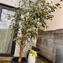 ficus Image 2