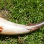 Vintage Hunting Horn 12" Image 10