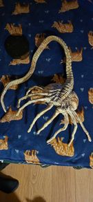 Life size 1/1 scale Alien face hugger