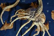 Life size 1/1 scale Alien face hugger