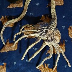 Life size 1/1 scale Alien face hugger