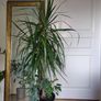 tall Madagascar Dragon Tree (Dracaena marginata),  begonia Gryphon plant in the black  plastic pot container Image 4