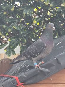 Pet pigeon for sale