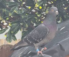 Pet pigeon for sale