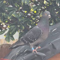 Pet pigeon for sale