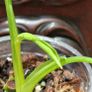 No.2 Philodendron Radiatum Variegated Image 5