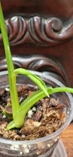 No.2 Philodendron Radiatum Variegated