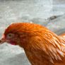 young hen Image 2