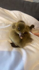 Ducklings