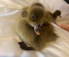 Ducklings
