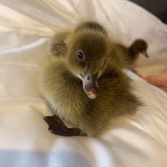 Ducklings
