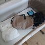 Graco next to me crib Image 4