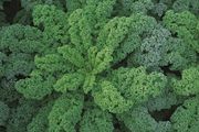 (K) Curly Kale Reflex H seeds (15s) (125098)