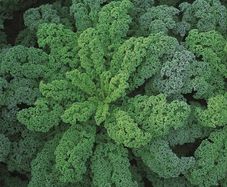 (K) Curly Kale Reflex H seeds (15s) (125098)