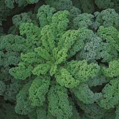 (K) Curly Kale Reflex H seeds (15s) (125098)