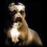 pitbullpad