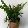 Fishtail/Fishbone Cacti/ Disocactus Anguliger Indoor Plant Image 3