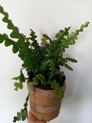 Fishtail/Fishbone Cacti/ Disocactus Anguliger Indoor Plant