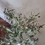 Faux Olive tre Image 3