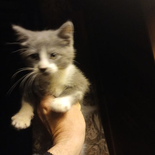 Kittens