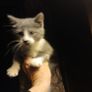 Kittens Image 2
